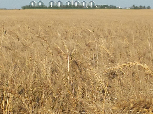 A spring wheat field ready for harvest in fall 2016 near Gettysburg, South Dakota. (Photo courtesy Tom Luken, Onida, South Dakota)